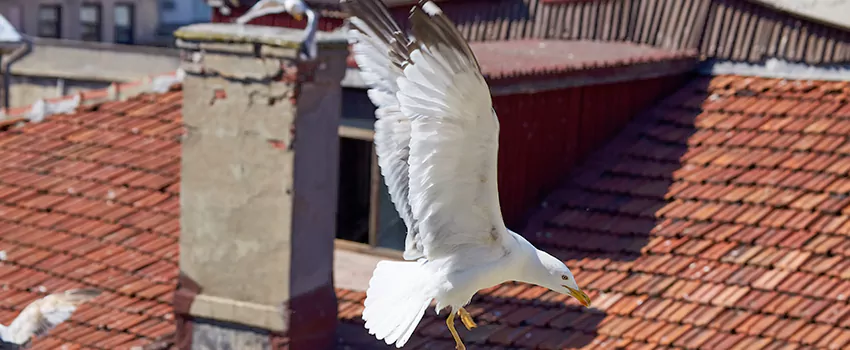 Residential Chimney Animal Removal Solution in Ramsey, MN