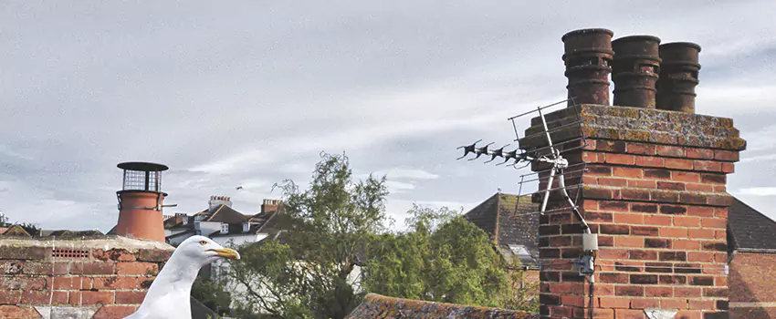 Chimney Cleaning And Restoration in Ramsey, Minnesota